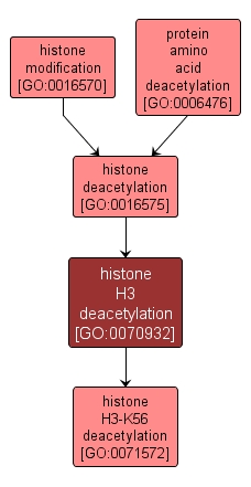 GO:0070932 - histone H3 deacetylation (interactive image map)