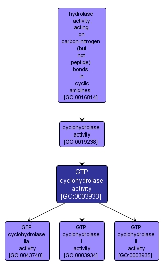 GO:0003933 - GTP cyclohydrolase activity (interactive image map)
