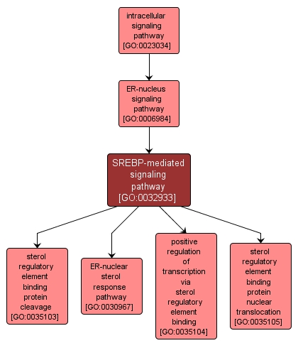 GO:0032933 - SREBP-mediated signaling pathway (interactive image map)