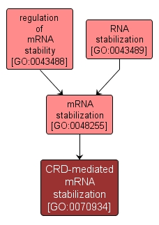 GO:0070934 - CRD-mediated mRNA stabilization (interactive image map)