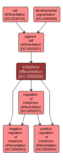 GO:0050935 - iridophore differentiation (interactive image map)