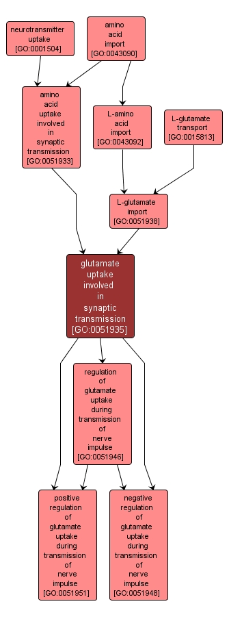 GO:0051935 - glutamate uptake involved in synaptic transmission (interactive image map)