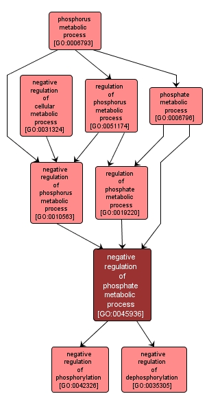 GO:0045936 - negative regulation of phosphate metabolic process (interactive image map)