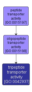 GO:0042937 - tripeptide transporter activity (interactive image map)