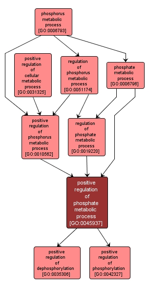 GO:0045937 - positive regulation of phosphate metabolic process (interactive image map)