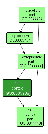 GO:0005938 - cell cortex (interactive image map)