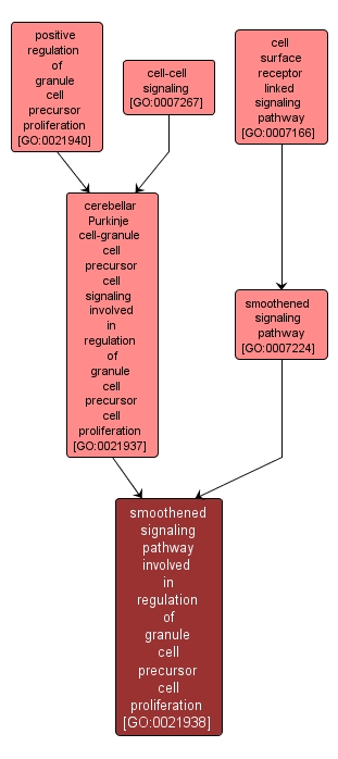 GO:0021938 - smoothened signaling pathway involved in regulation of granule cell precursor cell proliferation (interactive image map)