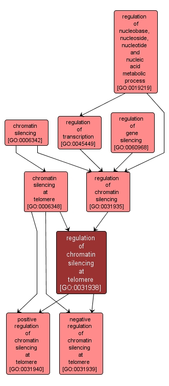 GO:0031938 - regulation of chromatin silencing at telomere (interactive image map)