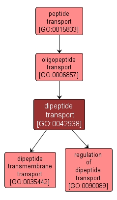 GO:0042938 - dipeptide transport (interactive image map)