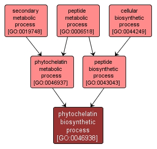 GO:0046938 - phytochelatin biosynthetic process (interactive image map)