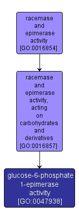 GO:0047938 - glucose-6-phosphate 1-epimerase activity (interactive image map)