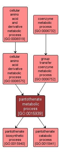 GO:0015939 - pantothenate metabolic process (interactive image map)