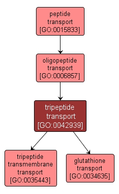 GO:0042939 - tripeptide transport (interactive image map)