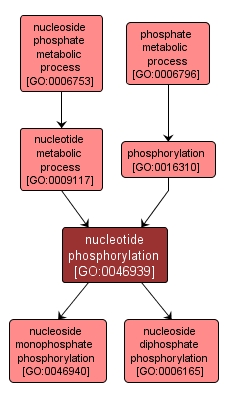 GO:0046939 - nucleotide phosphorylation (interactive image map)