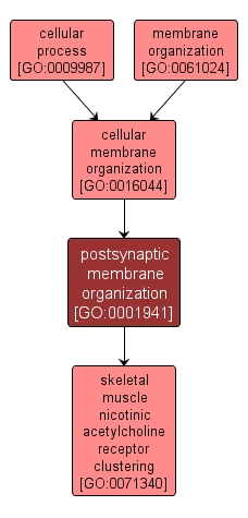 GO:0001941 - postsynaptic membrane organization (interactive image map)