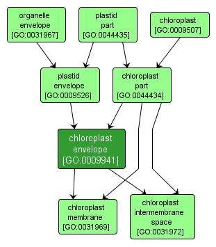 GO:0009941 - chloroplast envelope (interactive image map)