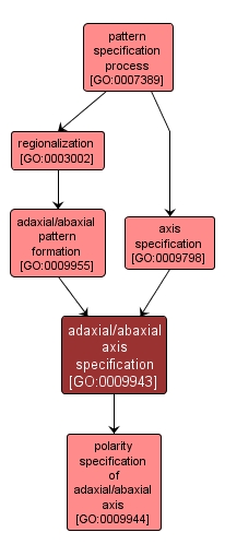 GO:0009943 - adaxial/abaxial axis specification (interactive image map)