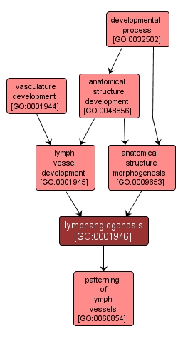 GO:0001946 - lymphangiogenesis (interactive image map)
