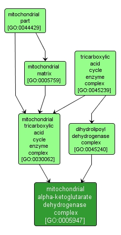GO:0005947 - mitochondrial alpha-ketoglutarate dehydrogenase complex (interactive image map)