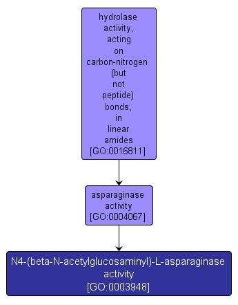 GO:0003948 - N4-(beta-N-acetylglucosaminyl)-L-asparaginase activity (interactive image map)