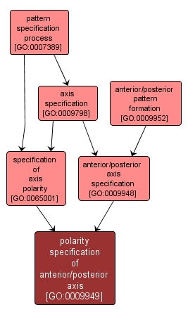 GO:0009949 - polarity specification of anterior/posterior axis (interactive image map)