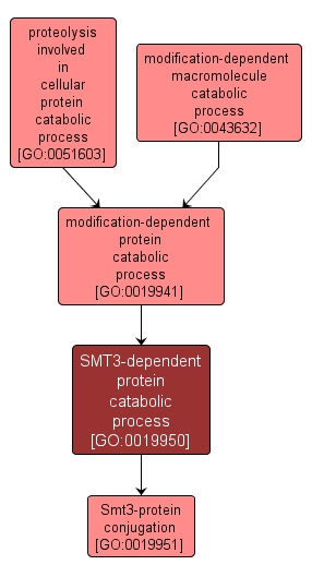 GO:0019950 - SMT3-dependent protein catabolic process (interactive image map)