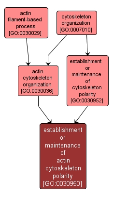 GO:0030950 - establishment or maintenance of actin cytoskeleton polarity (interactive image map)