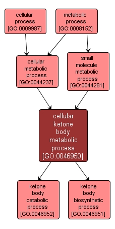 GO:0046950 - cellular ketone body metabolic process (interactive image map)