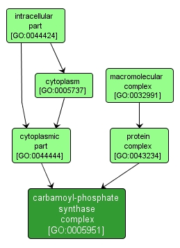 GO:0005951 - carbamoyl-phosphate synthase complex (interactive image map)