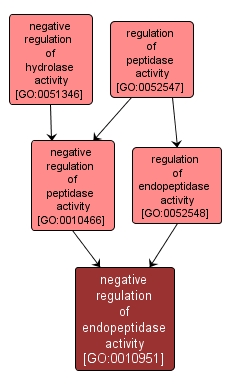 GO:0010951 - negative regulation of endopeptidase activity (interactive image map)