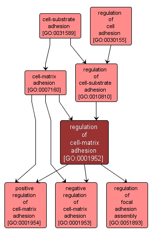 GO:0001952 - regulation of cell-matrix adhesion (interactive image map)