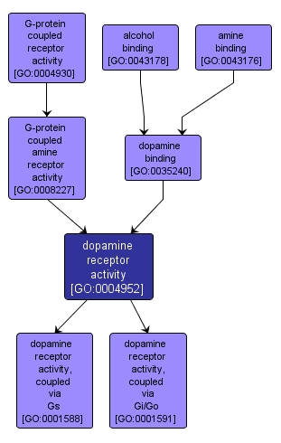 GO:0004952 - dopamine receptor activity (interactive image map)