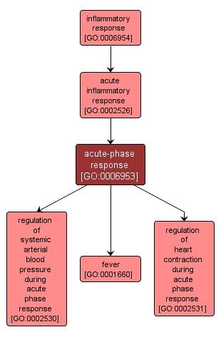 GO:0006953 - acute-phase response (interactive image map)