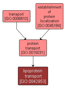 GO:0042953 - lipoprotein transport (interactive image map)