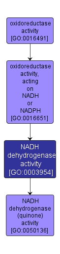 GO:0003954 - NADH dehydrogenase activity (interactive image map)