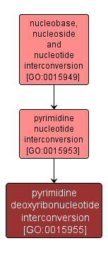 GO:0015955 - pyrimidine deoxyribonucleotide interconversion (interactive image map)