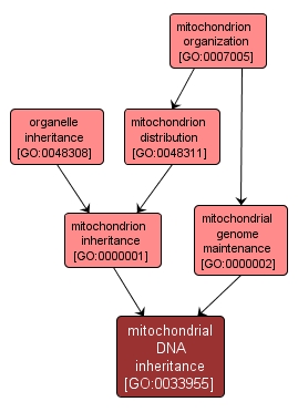 GO:0033955 - mitochondrial DNA inheritance (interactive image map)