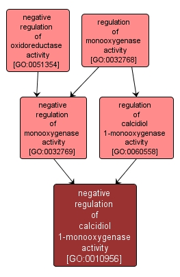 GO:0010956 - negative regulation of calcidiol 1-monooxygenase activity (interactive image map)