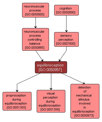 GO:0050957 - equilibrioception (interactive image map)