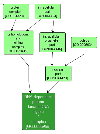 GO:0005958 - DNA-dependent protein kinase-DNA ligase 4 complex (interactive image map)