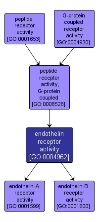 GO:0004962 - endothelin receptor activity (interactive image map)