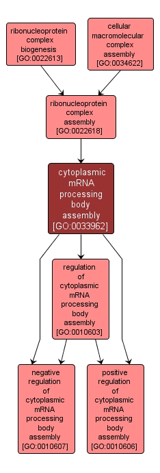 GO:0033962 - cytoplasmic mRNA processing body assembly (interactive image map)