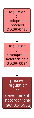 GO:0045962 - positive regulation of development, heterochronic (interactive image map)