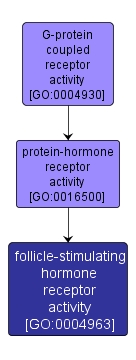 GO:0004963 - follicle-stimulating hormone receptor activity (interactive image map)