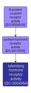GO:0004964 - luteinizing hormone receptor activity (interactive image map)