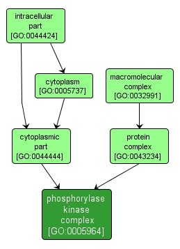 GO:0005964 - phosphorylase kinase complex (interactive image map)