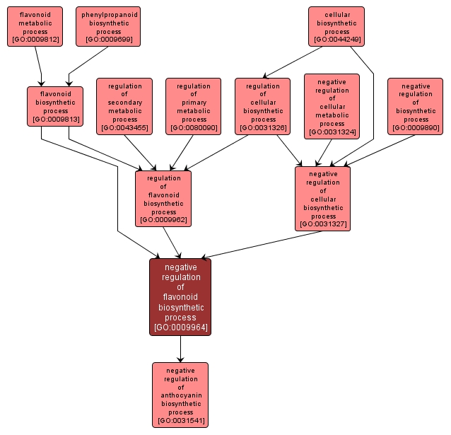 GO:0009964 - negative regulation of flavonoid biosynthetic process (interactive image map)