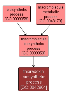GO:0042964 - thioredoxin biosynthetic process (interactive image map)