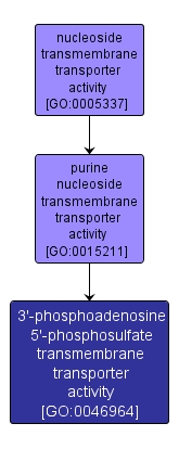 GO:0046964 - 3'-phosphoadenosine 5'-phosphosulfate transmembrane transporter activity (interactive image map)