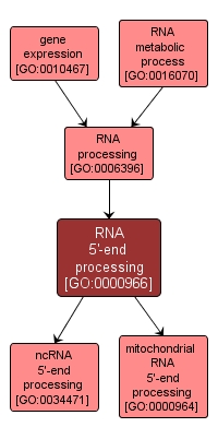 GO:0000966 - RNA 5'-end processing (interactive image map)